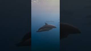 galapagostravel galapagos delfines sea love viralvideo new subs suscribete islasgalapagos [upl. by Alleul]