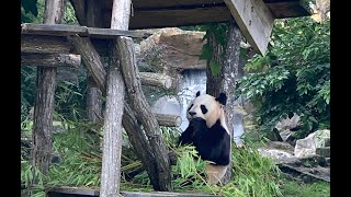 The 4th most beautiful Zoo in the world  Beauval  France [upl. by Defant789]