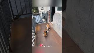 Fighting Cats Vs Dogs ⚔️🤣 cat funnycats pets funnypets shorts [upl. by Torhert]