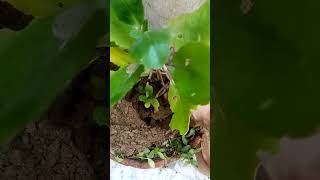 PatherchatBryophyllum plant Repoting plantscity youtubeshorts [upl. by Cyrillus819]