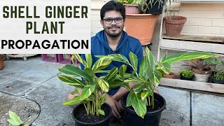 Shell Ginger Plant Propagation  Best Time To Propagate  Best Way To Propagate [upl. by Paulita296]