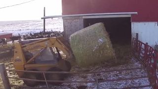 Bedding the Dairy Cows with Corn Stalks [upl. by Perr]