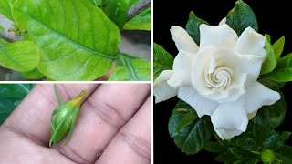 क्यों गंधराज का पत्ता पिला होता हैकली क्यों गिरती है । पूरी जानकारी ।gardenia flower plant care tip [upl. by Mok]