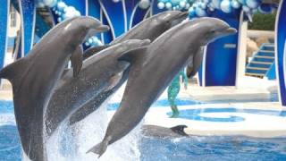 The Complete 2010 SeaWorld quotBlue Horizonsquot Dolphin Show [upl. by Amihc]