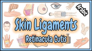 58 Skin Ligaments  Retinacula Cutis  الأربطة الجلدية [upl. by Sink]