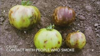 Gardening Power to the People Tobacco Mosaic Virus— When Tomatoes Go Bad [upl. by Dyana]