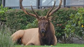 Bruiser the Whidbey Island resident elk is in his yearly grumpy mood [upl. by Adnamal570]