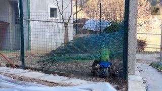 Peacock Mating  Short HD [upl. by Airret]