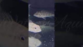 Satanoperca Jurupari  Available onlineshopping aquarium fishkeeping fish hobby [upl. by Aldin]