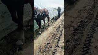 Vegetable shed drainage ditch digging process [upl. by Cappella]