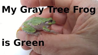 Gray Tree Frog [upl. by Callas21]