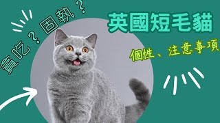 愛上英國短毛貓，特色與注意事項英短2023新影片British Shorthair貓咪知識寵物養貓療癒喵星人可愛預防貓癬貓癬流浪貓品種貓長毛貓短毛貓奶貓 [upl. by Suidualc]