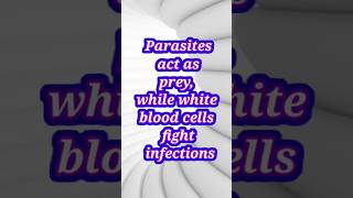 Parasite VS White Blood Cell microscope science microscopic [upl. by Herminia]