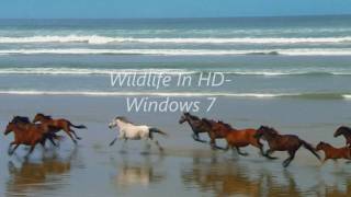 Wildlife In HD Windows 7 Sample Video [upl. by Falo692]