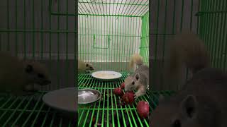 ing Eating Habits of Our Favorite Squirrelsanimals squirrels cute petvideo squirrellife funny [upl. by Cand213]