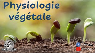 Physiologie végétale c4  mécanisme et contrôle  élongation cellulaire [upl. by Allekram14]