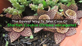 The Easiest Way To Take Care Of A Starfish Cactus Orbea variegata [upl. by Anelis]