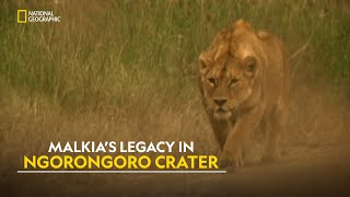 Lions of Ngorongoro  Planet Carnivore  हिंदी  Full Episode  S1  E3  Nat Geo Wild [upl. by Persse336]