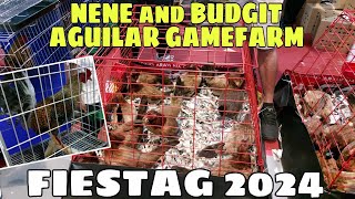 FIESTAG 2024  NENE and BUDGIT AGUILAR GAMEFARM  BALERIANS GAMEYARD [upl. by Nollek791]