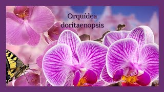 ORQUÍDEA DORITAENOPSIS [upl. by Cavan]