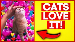 12 Things Cats ABSOLUTELY Love ALWAYS Do This With Your Cat [upl. by Galliett]