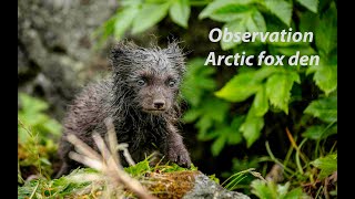 Observing Arctic fox den [upl. by Ynnot]