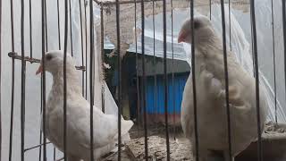 My first video about pigeons [upl. by Nicholson]