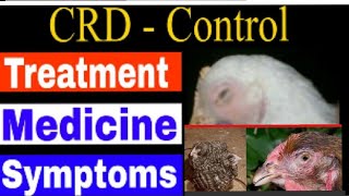 Chicken crd treatment mycoplasma  gallicepticumCRD [upl. by Dorran301]