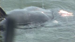 Blue Catfish Spawning Behavior [upl. by Cassandry]