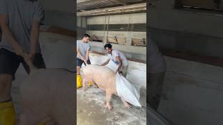 Pig removed shortvideo youtubeshorts [upl. by Damick]