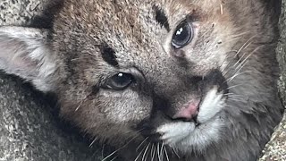 Outfitter finds mountain lion cubs while tracking cat seen on Homestake Pass [upl. by Roydd608]