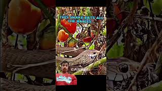 Snake and bird video respect viralvideo  animals funny shorts [upl. by Adlen798]