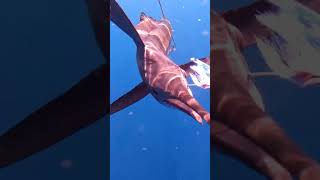 Angry Sailfish Nearly SPEARS Cameraman Shorts 2Close4Comfort [upl. by Aurlie]