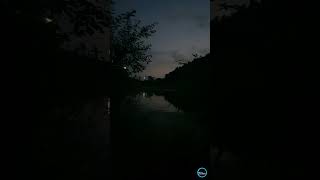 Relaxing swamp white noise after sunset [upl. by Nnylakcaj]