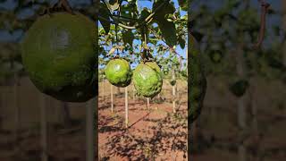 Sintomas no Fruto da Virose do Endurecimento dos Frutos causado por Pulgão no Maracuja [upl. by Bale]