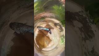 Betta fish betta shortvideos cute viralvideos aquarium cat [upl. by Reina]