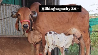 top quality gir cow for sale mo6378121897 dairyfarming cow farming gircowmilkingcow lildi [upl. by Madea]