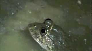 Sewer frog in Accra Hoplobatrachus occipitalis [upl. by Yreva]