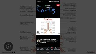 Dr izma tariq pulmo day 1 anatomy Part 1 [upl. by Acima327]