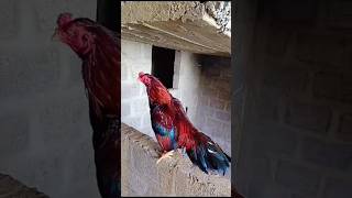 Zero size Amroha male shok youtubeshorts viralshort birds aseelmurga rooster subscribe [upl. by Oab]