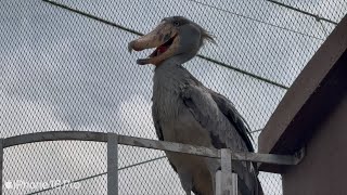 Shoebill  Bird Paradise [upl. by Aile]