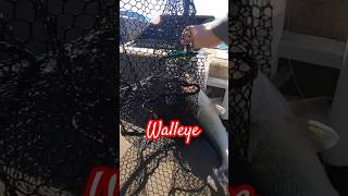 Walleye dont forget to subscribe walleye walleyefishing lakeerie [upl. by Amzaj]