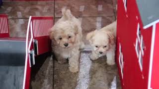 Maltipoo Puppies Playing SD 480p [upl. by Yesima]