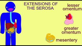 AP2 3 SEROSA OF THE DIGESTIVE TRACT [upl. by Ycnan]