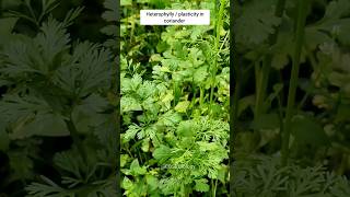 Heterophylly  plasticity in coriander neet2024 ytshorts neetbiology [upl. by Llertac]