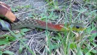 Rednecked Keelback Rhabdophis subminiatus [upl. by Nitsua484]