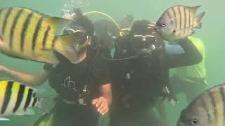 Tarkarli beach scuba diving group 2 [upl. by Ginnifer]