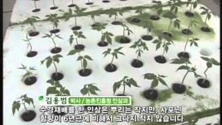 Hydroponic Ginseng quotNokyeopsamquot수경인삼 녹엽삼 [upl. by Fletch]