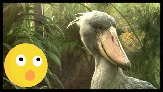 Unique Birds The Shoebill [upl. by Sherm]