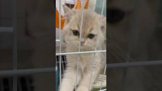 2 month old kitten cat desperately meowing [upl. by Yruoc325]